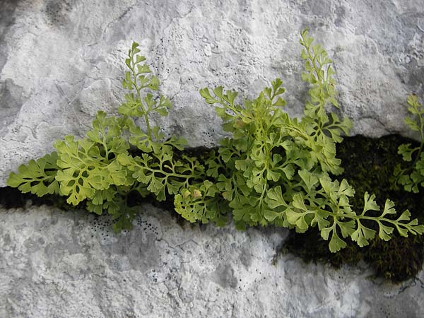 Asplenium lepidum \ Zarter Streifenfarn, Kroatien Velebit 19.8.2016