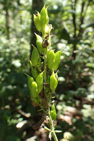 Aconitum lycoctonum subsp. neapolitanum / Lamarck's Wolfsbane, Croatia Učka 12.8.2016