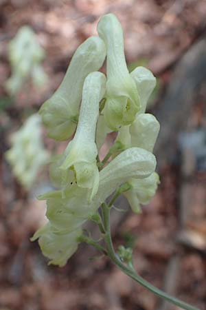 Aconitum lycoctonum subsp. neapolitanum \ Hahnenfußblättriger Eisenhut / Lamarck's Wolfsbane, Kroatien/Croatia Učka 12.8.2016