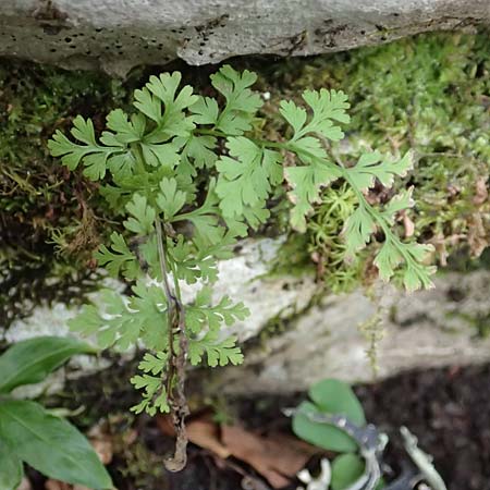 Cystopteris fragilis \ Zerbrechlicher Blasenfarn / Brittle Bladder Fern, Kroatien/Croatia Velebit 19.8.2016