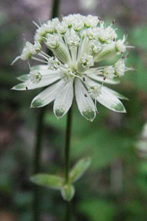 Astrantia major \ Groe Sterndolde / Great Masterwort, Kroatien/Croatia Plitvička 19.7.2007