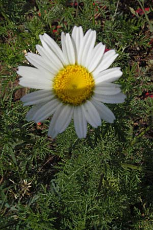 Anthemis altissima \ Hohe Hundskamille / Tall Chamomile, Kroatien/Croatia Istrien/Istria, Poreč 26.5.2006