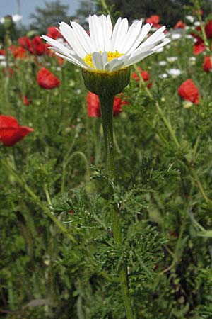 Anthemis altissima \ Hohe Hundskamille, Kroatien Istrien, Poreč 26.5.2006