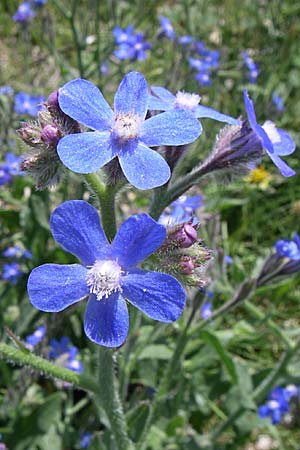 Anchusa azurea \ Italienische Ochsenzunge / Italian Bugloss, Kroatien/Croatia Knin 2.6.2008