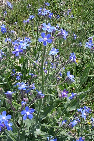 Anchusa azurea \ Italienische Ochsenzunge / Italian Bugloss, Kroatien/Croatia Knin 2.6.2008