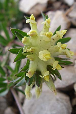 Anthyllis vulneraria subsp. polyphylla \ Steppen-Wundklee, Ungarischer Wundklee / Many-Leaved Kidney Vetch, Kroatien/Croatia Učka 6.6.2008