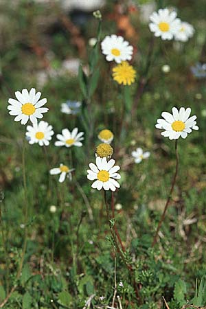 Anthemis chia \ Chios-Hundskamille, Kroatien Pelješac, Ston 4.4.2006