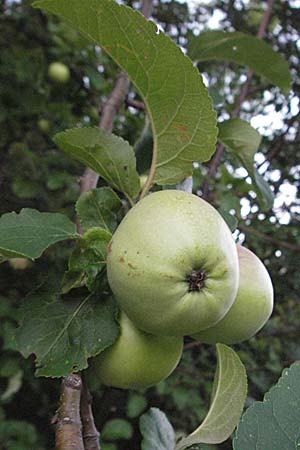 Malus domestica \ Kultur-Apfel / Apple, Kroatien/Croatia Rijeka 16.7.2007