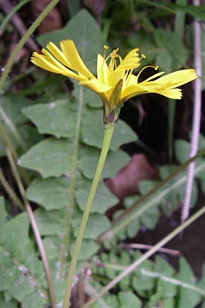 Aposeris foetida / Odorous Pig Salad, Croatia Plitvička 1.6.2008