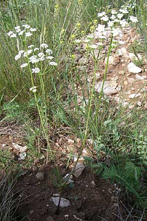 Bunium bulbocastanum ? \ Gewhnliche Erdkastanie, Knollen-Kmmel / Great Pignut, Kroatien/Croatia Udbina 2.6.2008