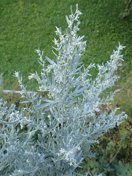 Artemisia absinthium \ Wermut, Kroatien Učka 12.8.2016