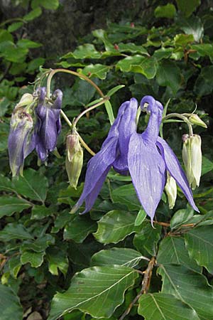 Aquilegia vulgaris \ Gemeine Akelei, Kroatien Velebit Oltare 31.5.2006