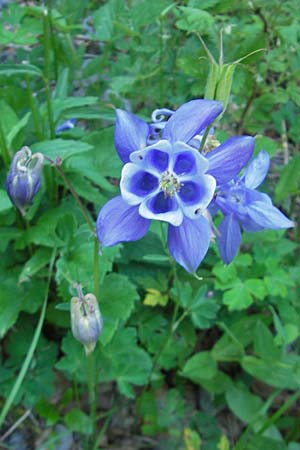 Aquilegia kitaibelii \ Kitaibels Akelei / Kitaibel's Columbine, Kroatien/Croatia Velebit 30.6.2010