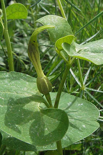 Aristolochia lutea \ Gelbe Osterluzei, Kroatien Velebit 31.5.2006