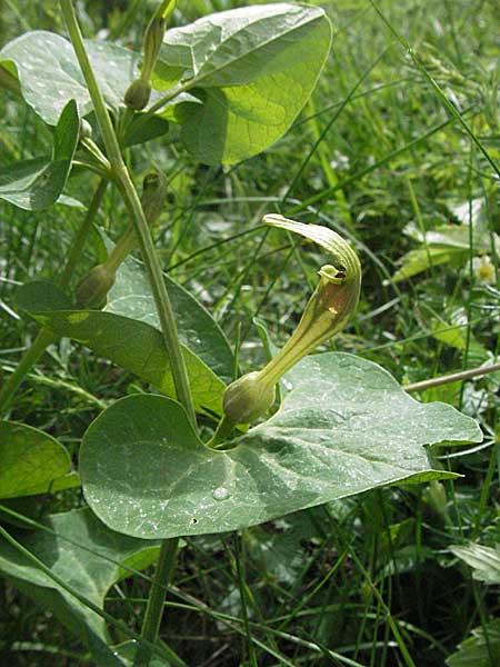 Aristolochia lutea \ Gelbe Osterluzei / Yellow Birthwort, Kroatien/Croatia Velebit 31.5.2006