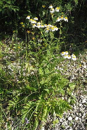 Tanacetum corymbosum \ Ebenstruige Wucherblume, Kroatien Istrien, Gračišće 15.7.2007