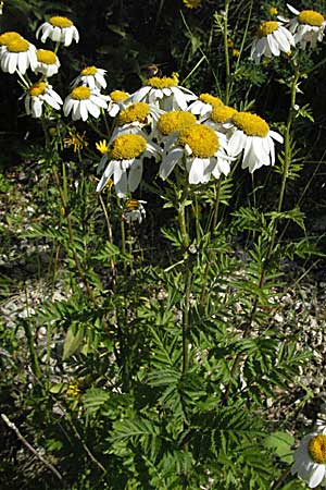 Tanacetum corymbosum \ Ebenstruige Wucherblume / Scentless Feverfew, Kroatien/Croatia Istrien/Istria, Gračišće 15.7.2007