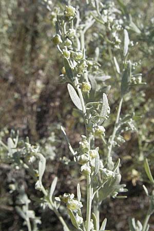 Artemisia absinthium \ Wermut / Wormwood, Kroatien/Croatia Istrien/Istria, Labin 15.7.2007