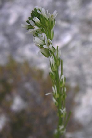 Arabis turrita \ Turm-Gnsekresse, Kroatien Plitvička 1.6.2008