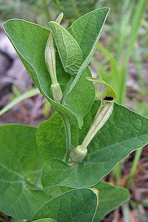 Aristolochia lutea \ Gelbe Osterluzei / Yellow Birthwort, Kroatien/Croatia Velebit 3.6.2008 Aristolochia lutea \ Gelbe Osterluzei / Yellow Birthwort, Kroatien/Croatia Velebit 3.6.2008