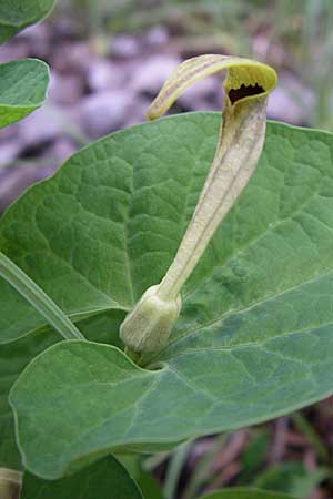 Aristolochia lutea \ Gelbe Osterluzei / Yellow Birthwort, Kroatien/Croatia Velebit 3.6.2008 Aristolochia lutea \ Gelbe Osterluzei / Yellow Birthwort, Kroatien/Croatia Velebit 3.6.2008