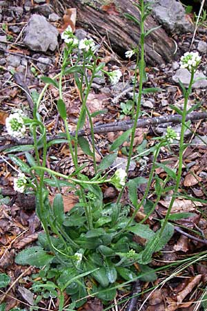 Arabis ciliata \ Doldige Gnsekresse, Kroatien Velebit Zavizan 4.6.2008