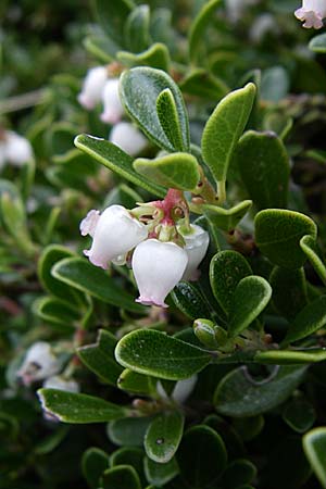 Arctostaphylos uva-ursi \ Immergrne Brentraube, Kroatien Velebit Zavizan 4.6.2008