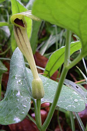 Aristolochia lutea \ Gelbe Osterluzei, Kroatien Mala Učka 6.6.2008