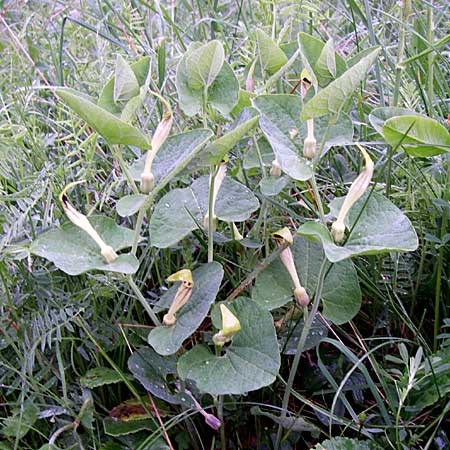 Aristolochia lutea \ Gelbe Osterluzei, Kroatien Mala Učka 6.6.2008