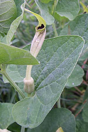 Aristolochia lutea \ Gelbe Osterluzei, Kroatien Mala Učka 6.6.2008