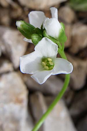 Arabis scopoliana \ Krainer Gnsekresse / Scopoli's Rock-Cress, Kroatien/Croatia Velebit Zavizan 4.6.2008