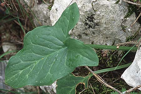 Arum italicum \ Italienischer Aronstab, Kroatien Gruda 3.4.2006