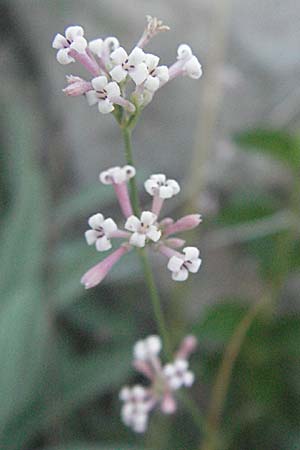 Asperula cynanchica \ Hgel-Meier / Squinancy Wort, Kroatien/Croatia Senj 16.7.2007