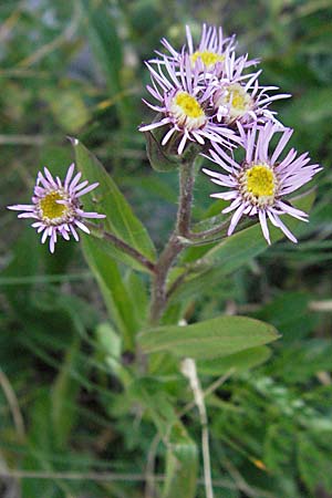 Erigeron atticus ? / Greek Fleabane, Croatia Velebit Zavizan 17.7.2007