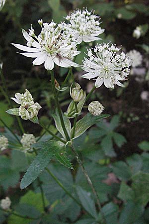 Astrantia major / Great Masterwort, Croatia Gola Plješevica 18.7.2007