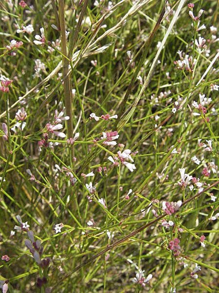 Asperula aristata subsp. scabra \ Grannen-Meister / Woodruff, Southern Squinancy Wort, Kroatien/Croatia Istrien/Istria, Labin 15.7.2007