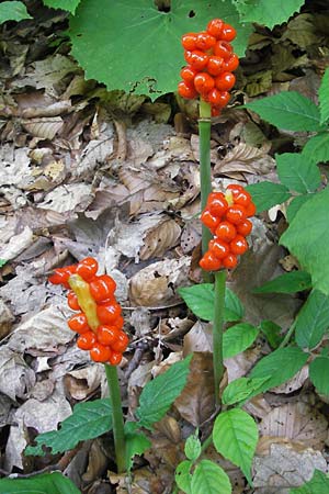 Arum maculatum \ Aronstab / Cuckoo Pint, Kroatien/Croatia Medvednica 1.8.2011