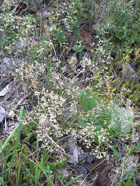 Asperula staliana / Stalio's Woodruff, Croatia Velebit 18.8.2016