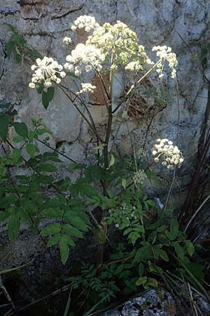 Angelica sylvestris \ Wald-Engelwurz, Gewhnliche Engelwurz / Wild Angelica, Kroatien/Croatia Risnjak 14.8.2016