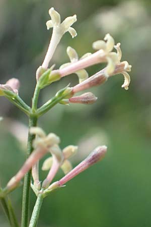 Asperula staliana \ Stalios Meier / Stalio's Woodruff, Kroatien/Croatia Velebit 18.8.2016