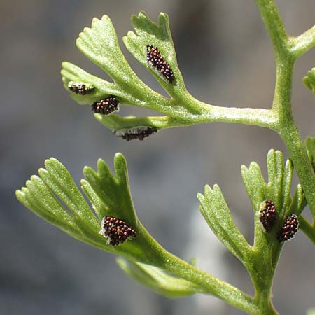 Asplenium fissum \ Zerschlitzter Streifenfarn, Kroatien Velebit 19.8.2016