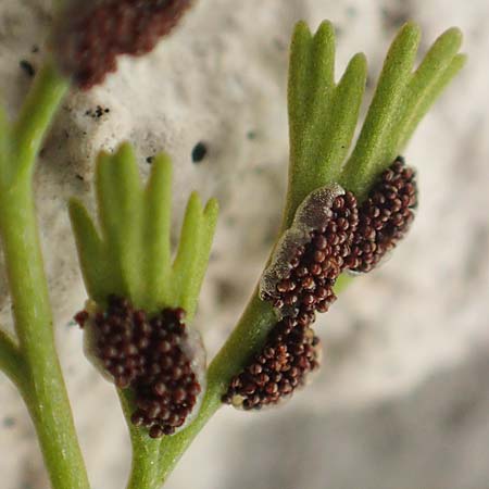 Asplenium fissum \ Zerschlitzter Streifenfarn, Kroatien Velebit 19.8.2016