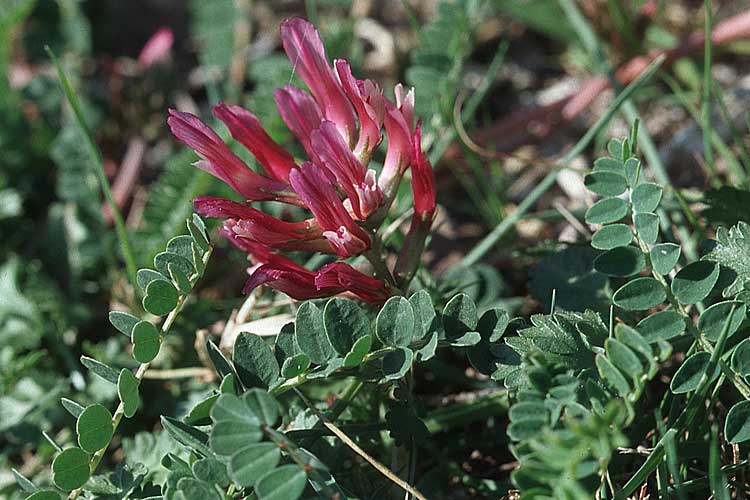 Astragalus monspessulanus subsp. illyricus / Illirian Milk-Vetch, Croatia Pelješac, Mokalo 4.4.2006