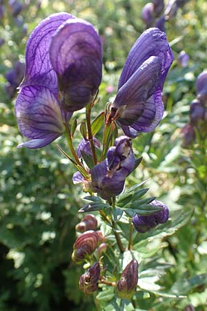 Aconitum variegatum \ Gescheckter Eisenhut, Kroatien Risnjak 14.8.2016