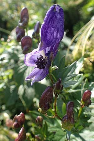 Aconitum variegatum \ Gescheckter Eisenhut / Manchurian Monk's-Hood, Variegated Monk's-Hood, Kroatien/Croatia Risnjak 14.8.2016