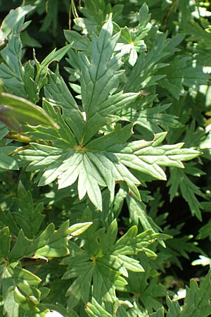 Aconitum variegatum \ Gescheckter Eisenhut, Kroatien Risnjak 14.8.2016