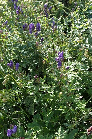 Aconitum variegatum \ Gescheckter Eisenhut / Manchurian Monk's-Hood, Variegated Monk's-Hood, Kroatien/Croatia Risnjak 14.8.2016