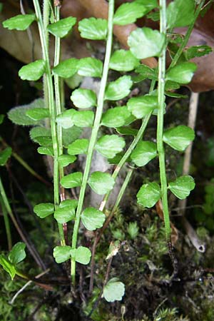 Asplenium viride \ Grnstieliger Streifenfarn / Green Spleenwort, Kroatien/Croatia Plitvička 1.6.2008