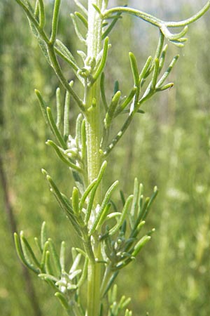 Bassia scoparia \ Besen-Radmelde, Sommerzypresse / Summer Cypress, Kroatien/Croatia Senj 29.6.2010