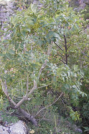 Fraxinus ornus \ Blumen-Esche, Manna-Esche / Manna Ash, Kroatien/Croatia Senj 29.6.2010